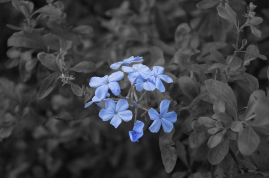 blue-flower